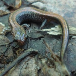 Redback Salamander- Bergen County, NJ