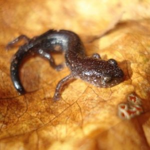 Leadback Salamander- Middlesex, NJ