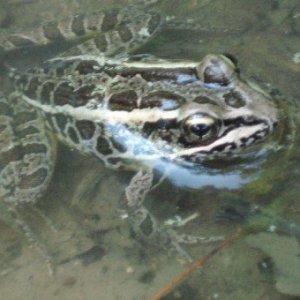 Leopard Frog- Ringwood State Park, NJ