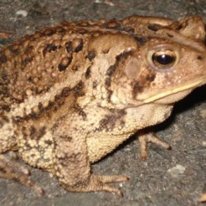 American Toad- Bergen County NJ