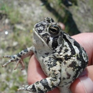 Foulers Toad- Pine Barrens, NJ