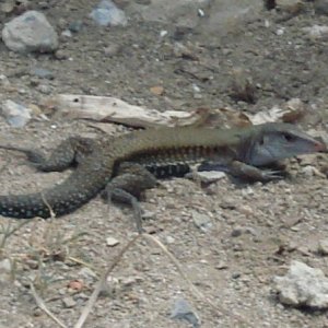 Ameiva- Virgin Islands