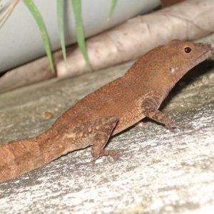 Bahamian Anole (male)- Virgin Islands