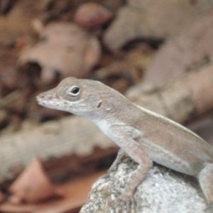 Bahamian Anole (female)- Virgin Islands