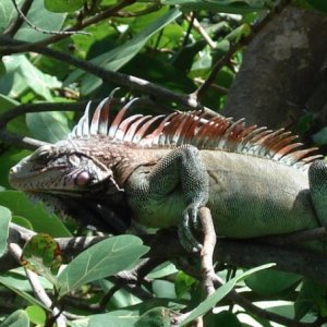 Green Iguana- Virgin Islands