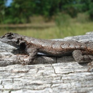 Eastern Fence Lizard (Male)- Pine Barrens, NJ