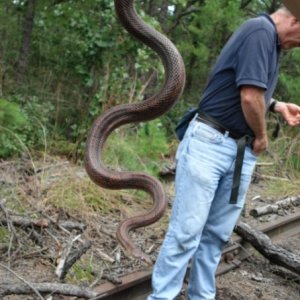 Jersey Corn Snake- Pine Barrens, NJ