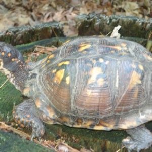 Box Turtle- Bergen County, NJ