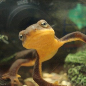 California Newt