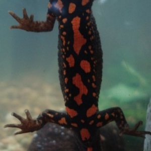 Honk Kong Newt