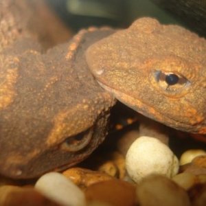 Honk Kong Newt Pair