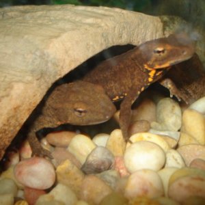 Hong Kong Newt Pair