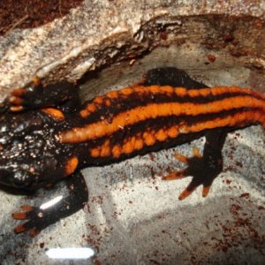 Knobby Newt