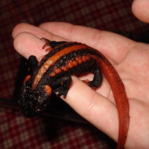 Knobby Newt