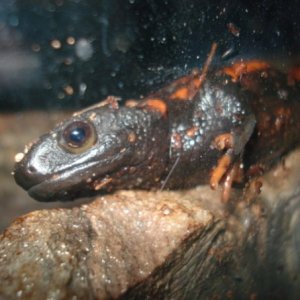 Knobby Newt