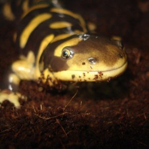 Tiger Salamander