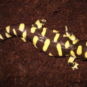 Texas Barred Tiger Salamander