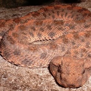 Desert Horned Viper