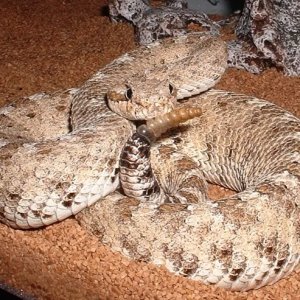 Colorado desert sidewinder (he isn't very happy in this photo)