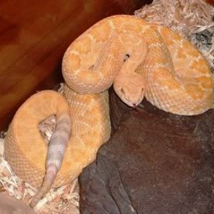 Albino Western Diamondback Rattlesnake