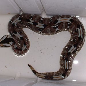 Rhino viper at bathtime