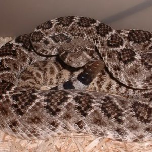 Western Diamondback Rattlesnake