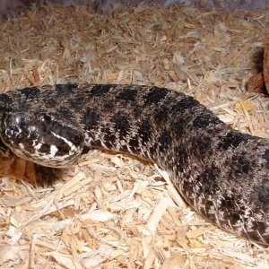 Pigmy Rattlesnake