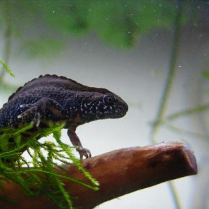 T.dobrogicus young male