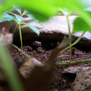 Ringed salamander peeking out as night approaches.