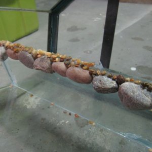 Turning the tank on its back, I siliconed small pebbles across the front of the glass plate.