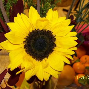 One of the sunflowers in the bouquet we brought.