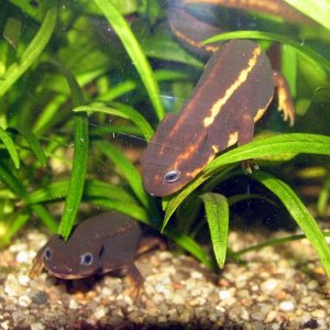 Cynops ensicauda ensicauda pair