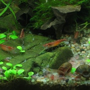 Red shrimps