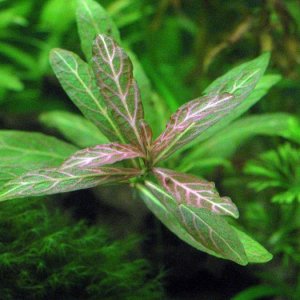 Hygrophila polysperma "Rosanervig"