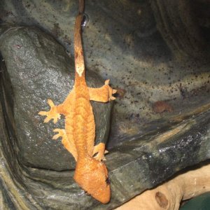 Pat, climbing out of his water dish.