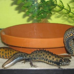 Adult females and youg male. The females have a large difference in color