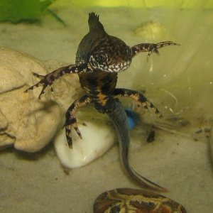 Young male posing for camera