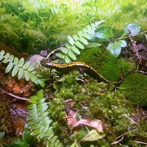 Ambystoma m. macrodactylum