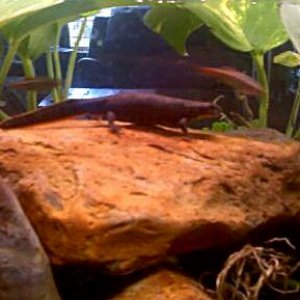 C.O. Big Mama with White Cloud Mountain minnows.