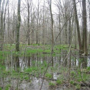 Ambystoma laterale habitat.