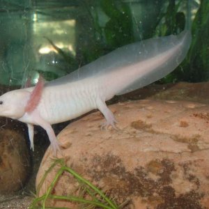 Ponyo my leusistic axolotl!