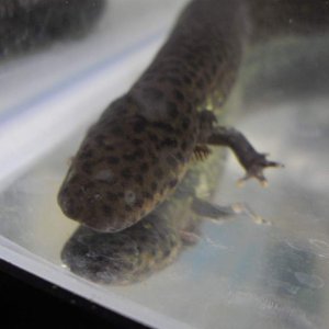 Siren lacertina in it's quarantine tank, hence the absent substrate.