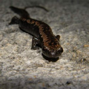 Bolitoglossa yucatana (On sidewalk, next to where it was found)