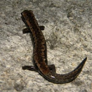 Bolitoglossa yucatana (Dorsal, on sidewalk, next to where it was found)