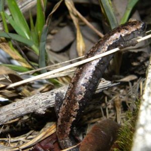 Bolitoglossa yucatana (Position and location in which it was found, next to the sidewalk)