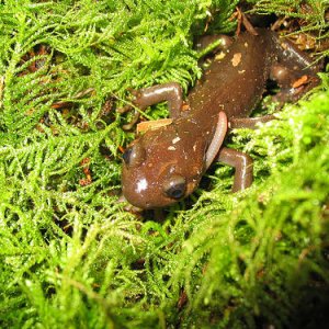 Ambystoma Gracile