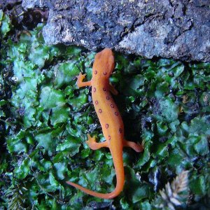 Notophthalmus viridescens viridescens, juvenile.