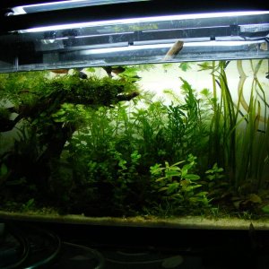 Dobros tank
plants are doing great , time to cut some plants