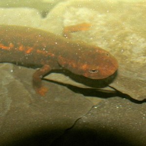 Pachytriton under the surface