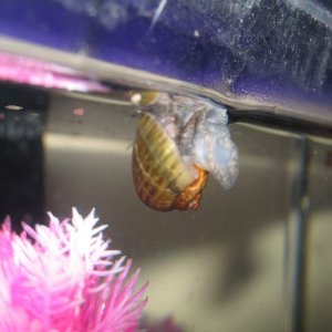 An apple snail I bred last summer thrown into the tank to help eat any uneaten food and algae.